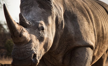 Read more about the article Schutz der Rhinos